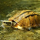 Three-lined box turtle