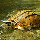 Three-lined box turtle