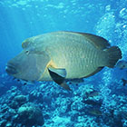 Humphead wrasse