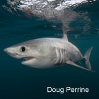 Porbeagle shark