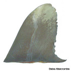 Oceanic whitetip shark fin
