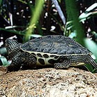 Chinese stripe-necked turtle