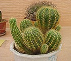 Cacti*