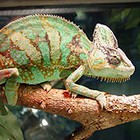 Chameleons