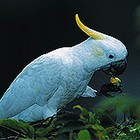 Sulphur crested cockatoo