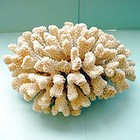 Coral skeleton
