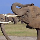 Elephants