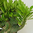 Succulent euphorbias