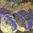 Giant clams