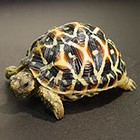 Indian star tortoise