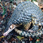 Pangolins