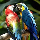 Parrots