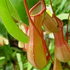 Pitcher plants