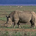 Rhinos