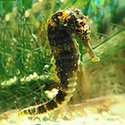 Seahorses