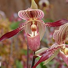 Slipper orchids