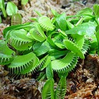 Venus flytrap