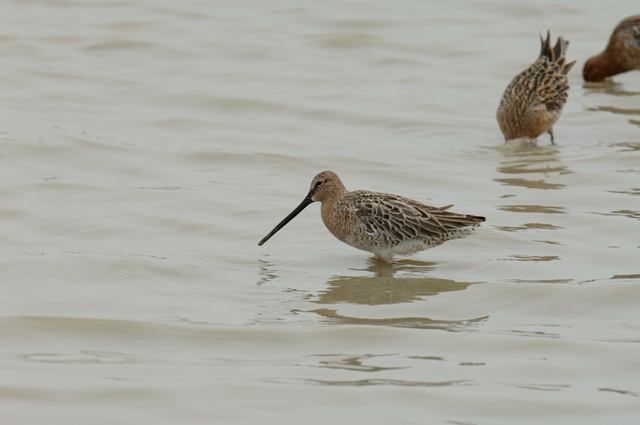 Asian Dowitcher