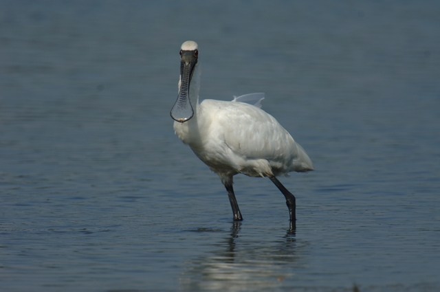 Black-faced Spoonbill