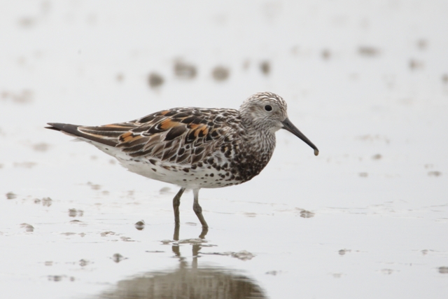 Great Knot