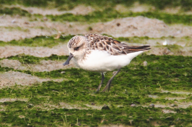 Spoon-billed Sandpiper