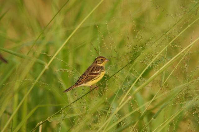 Yellow-breasted Bunting