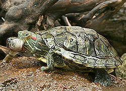 Red-eared Slider