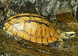 Chinese Three-lined Box Turtle
