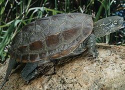 Reeves' Turtle
