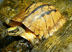 Chinese Three-lined Box Turtle