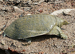 Soft-shelled Turtle