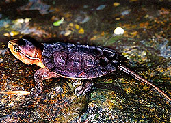 Big-headed Terrapin