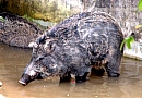 Wild Pig