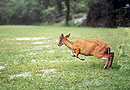 Barking Deer