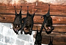 Bats