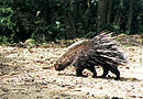 Chinese porcupine