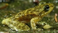 Hong Kong Cascade Frog