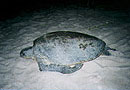 Green Turtle