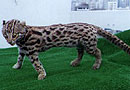 Leopard Cat