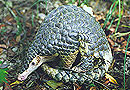 Pangolin