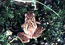 Romer's Tree Frog