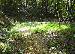 Natural habitats of Romer's Tree Frogs - woodland in Ngong Ping