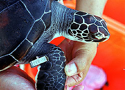 Metal tag for sea turtles