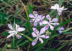 Iris speculatrix