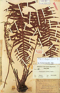 The Hong Kong Herbarium