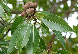 Enriching our Countryside with Native Flora