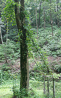 Shing Mum Arboretum 