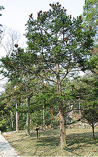 Shing Mum Arboretum 