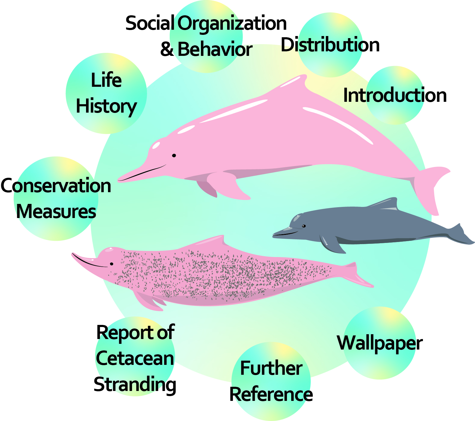 Chinese White Dolphin