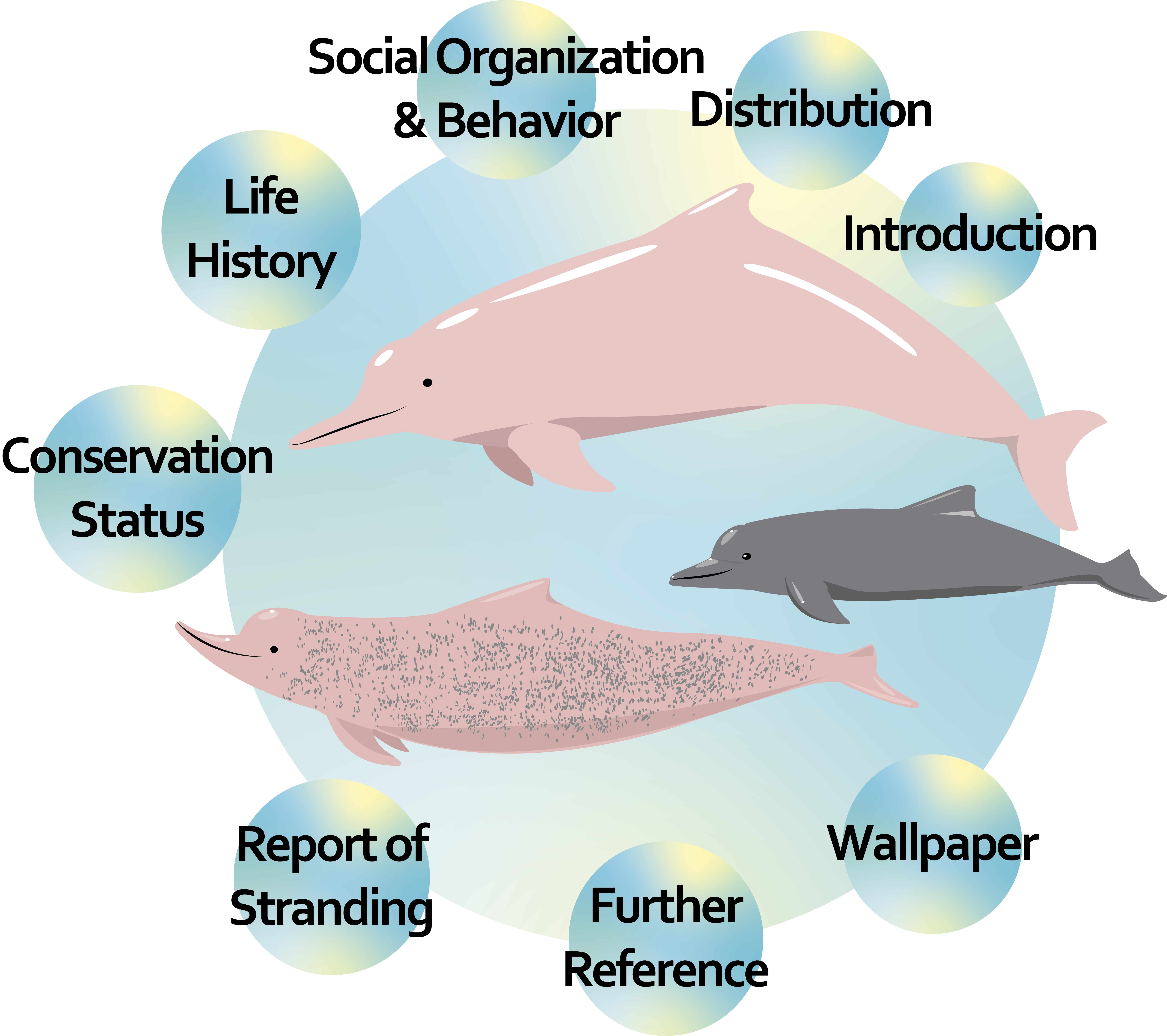 Chinese White Dolphin